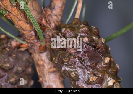Amerikanische Kiefernwanze, Kiefernwanze, Amerikanische Zapfenwanze, Nordamerikanische Zapfenwanze, Leptoglossus occidentalis, western conifer seed bu