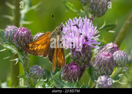 Rostfarbiger Dickkopffalter, Rostfarbiger Dickkopf-Falter, Rostfarbiger Dickkopf, Dickkopffalter, Ochlodes sylvanus, Ochlodes venatus, Ochlodes venat Stock Photo