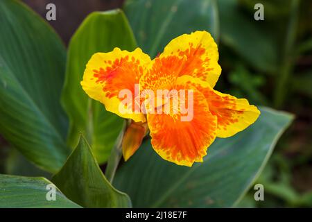 Canna or canna lily is the only genus of flowering plants in the family Cannaceae. Bright flower macro photo Stock Photo