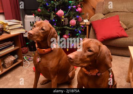 Shasta and Elsa at Christmas Stock Photo