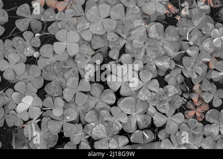 Grey pattern of the clover leaves Stock Photo