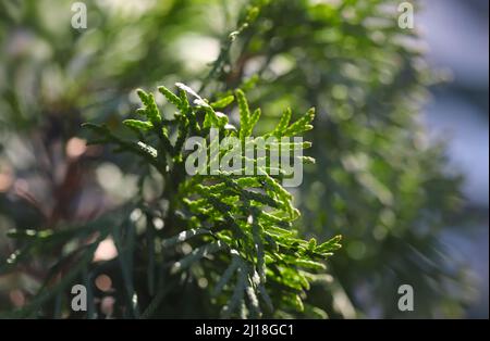 Close up of a branch of a thuja plant Stock Photo