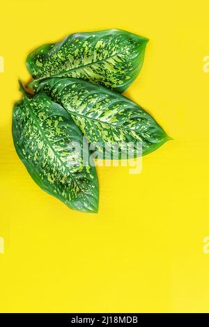 large dieffenbachia leaves on a bright yellow background. Copy space. Stock Photo