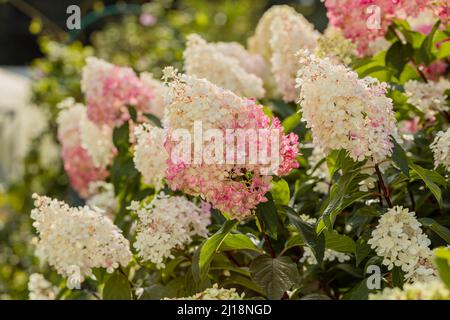 Hydrangea paniculata Vanille Fraise on a stem Stock Photo