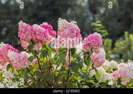 Hydrangea paniculata Vanille Fraise on a stem Stock Photo