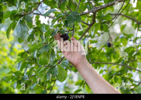 a hand reaches out to pick a ripe plum from a tree Stock Photo