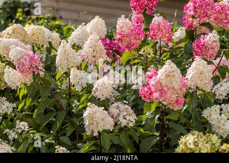 Hydrangea paniculata Vanille Fraise on a stem Stock Photo