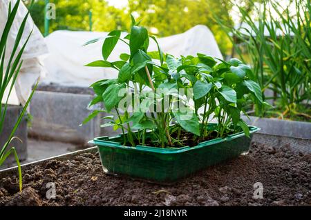 vegetable seedlings are ready for planting in the spring. High beds with shelter are ready for planting pepper and tomato plants. Stock Photo