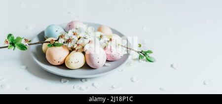 Colored Easter eggs and blooming tree branch on the gray plate with flower petals on the white table. Happy Easter and springtime wide banner. Minimal Stock Photo