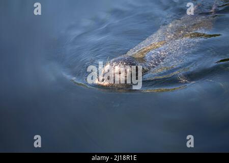Small sea Lion or seal swimming in blue water with head above the surface of the water. With copy space. Stock Photo