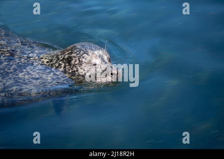 Small sea Lion or seal swimming in blue water with head above the surface of the water. Close up image with copy space. Stock Photo