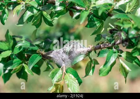 The caterpillar's tent was wrapped in a cocoon of cobwebs on a branch of a fruit tree. Garden plant pests. Stock Photo