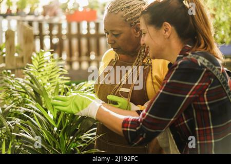 Multiracial women working inside glasshouse garden market - Focus on african female face Stock Photo