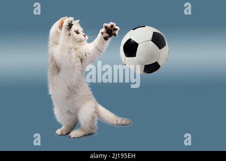 British kitten on a blue background plays with a soccer ball. Waiting for the World Cup. The concept of sports, physical activity and healthy lifestyl Stock Photo