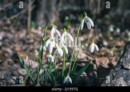 White snowdrop flowers, spring flora Stock Photo