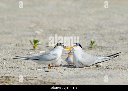 Least tern (Sternula antillarum) parent and chicks at nest Stock Photo