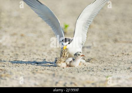 Least tern (Sternula antillarum) parent and chicks at nest Stock Photo