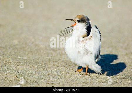 Hungry Least tern chick begging (Sternula antillarum) Stock Photo