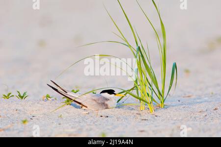 Least tern (Sternula antillarum) on her nest Stock Photo