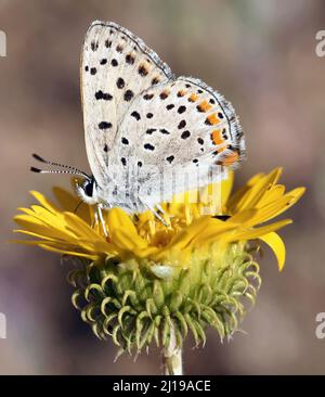 California Hairstreak butterfly feeding on yellow flower. San Francisco Bay Area, California, USA. Stock Photo