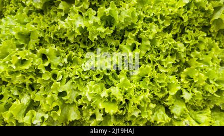 fresh lettuce leaves, green leafy vegetable background, foliage closeup taken in shallow depth of field Stock Photo