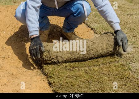 Landscaping laying new sod a backyard green lawn grass in rolls Stock Photo