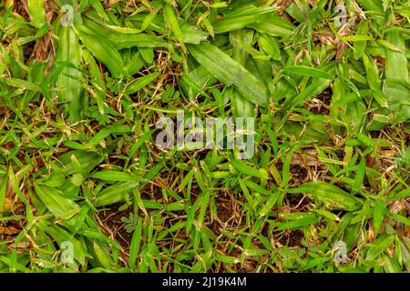Fresh green grass plants, used for the background with a nature theme, natural concept Stock Photo