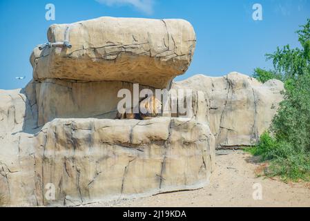 a huge lion lies on a stone Stock Photo