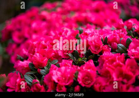 Bright blooming rhododendrons for sale in flower market Stock Photo