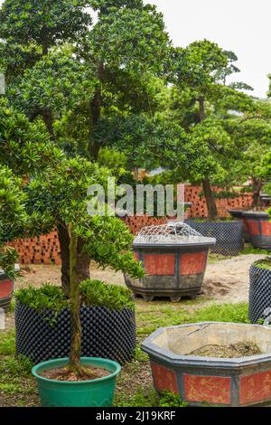 A sapling pot for sale in a flower market Stock Photo