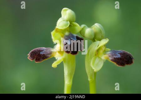 Sombre bee-orchid (Ophrys fusca), Majorca, Spain Stock Photo