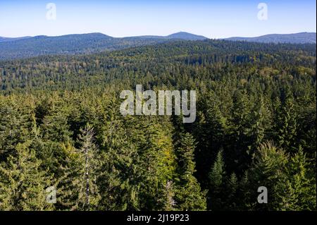 View from the tree top walk, Lusen in the back, Bavarian Forest, Bavaria, Germany Stock Photo