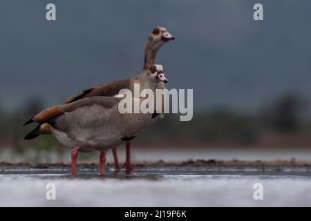 Egyptian goose (Alopochen aegyptiaca) Zimanga Game Reserve, KwaZulu Natal, South Africa Stock Photo