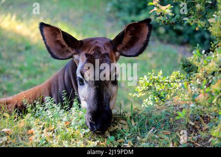 Okapi (Okapia johnstoni), adult, feeding, portrait, captive Stock Photo