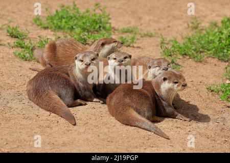 Oriental small-clawed otter (Amblonyx cinerea), adult, group, lying, sand, alert, captive Stock Photo