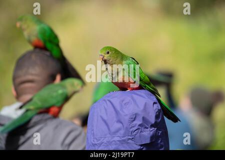 Australian king parrot (Alisterus scapularis) adult female bird on a tourists head, Kennett River, Victoria, Australia Stock Photo