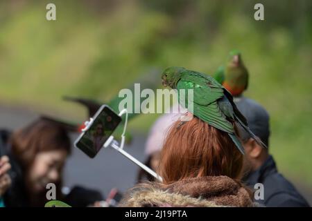 Australian king parrot (Alisterus scapularis) adult female bird on a women tourists head as she takes a selfie with her mobile phone, Kennett River Stock Photo