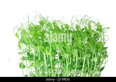 Microgreen sprouts baby beans pea in tray on white isolated background. Stock Photo