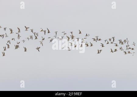 Sandwich tern (Thalasseus sandvicensis), flock in flight, Texel, North Holland, Netherlands Stock Photo