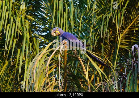 Hyacinth macaw (Anodorhynchus hyacinthinus) eating a nut on a palm tree, Pantanal, Mato Grosso, Brazil Stock Photo