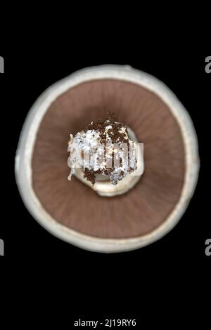 White horse mushroom (Agaricus arvensis) from below, studio photograph with black background Stock Photo