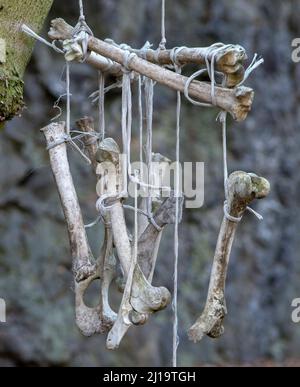 Animal bones hanging on the rope from the tree in the forest. Bones wind chimes. Dream catchers. Stock Photo