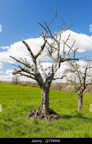 Old, dead fruit tree in a meadow orchard, Saxon Elbland, Saxony, Germany Stock Photo
