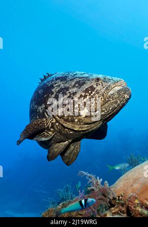 Atlantic goliath grouper (Epinephelus itajara) or jewfish swimming over coral reef, Jardines de la Reina National Park, Caribbean Sea, Camagueey and Stock Photo