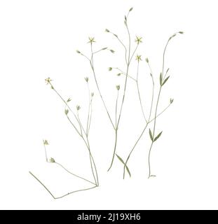 Fine vintage floral herbarium. Scan of a composition composed of flat dry wild flowers on white paper. Pressed and dried beautiful flower isolated on Stock Photo