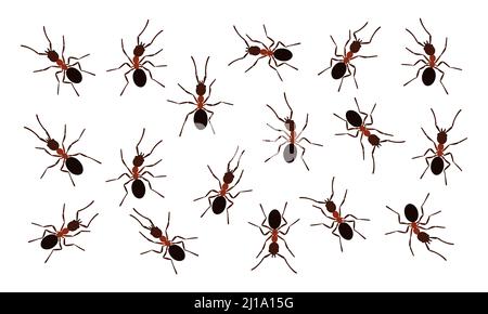 Brown ant insects black silhouettes vector illustration isolated on white background. Ant colony fauna black silhouettes symbol species collection. Stock Vector