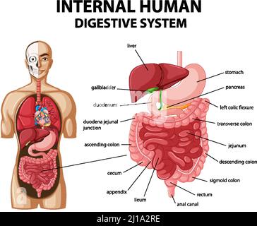 Diagram showing internal human digestive system illustration Stock Vector