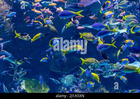 Swarm of Different Colorful Fishs Swimming through Coral Reef, Australia Stock Photo