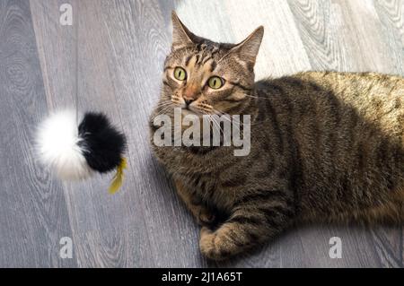 Close-up portrait of a surprised cat with a toy Stock Photo