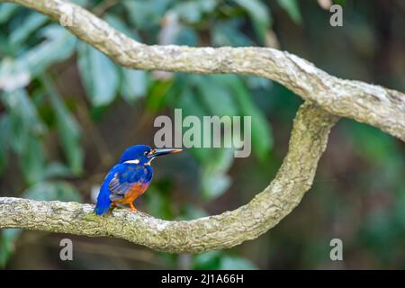 Azure Kingfisher Sitting on Branch in Rainforest, Queensland, Australia Stock Photo